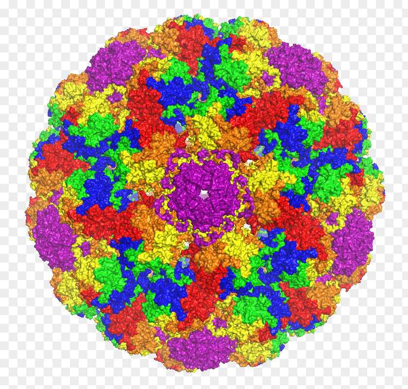 Norwalk Virus Capsid Major Protein VP1 Murine Polyomavirus Pentamer PNG