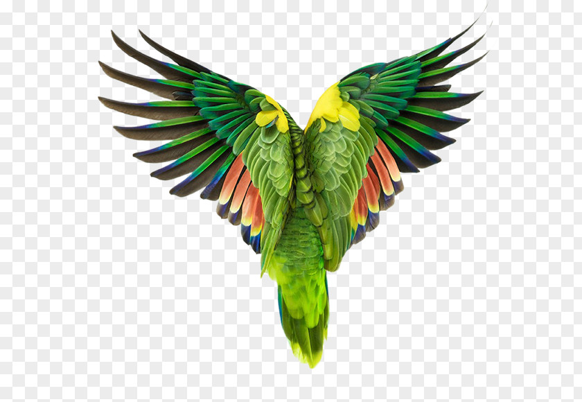 Parrot Bird Wisdom: Peace School Of Visual Arts Photographer PNG