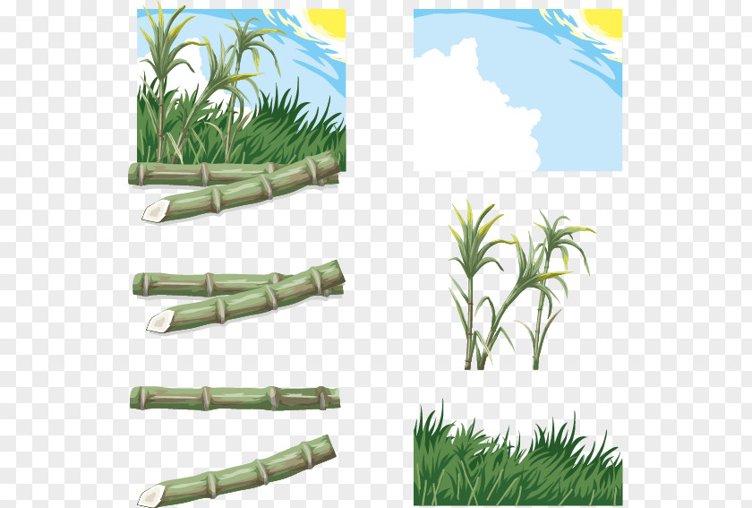 Vector Hand-painted Cane Saccharum Download PNG