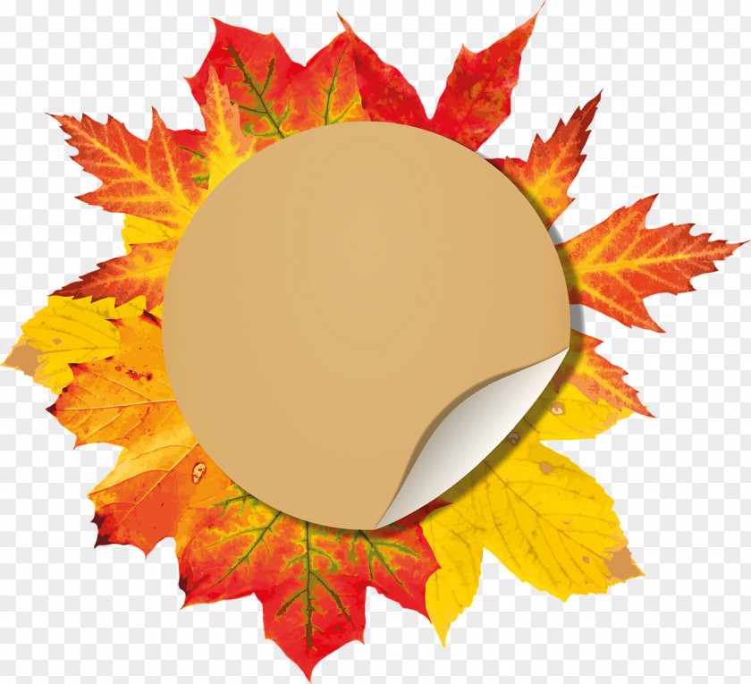 Autumn Maple Leaf Color PNG