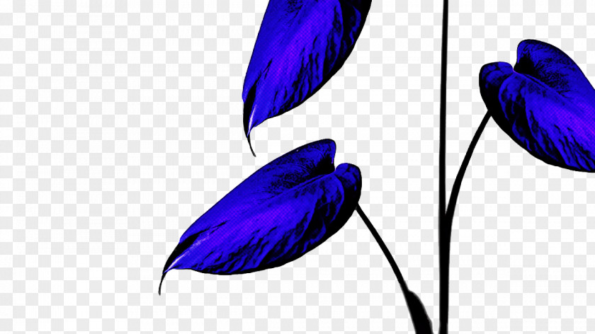 Feather PNG