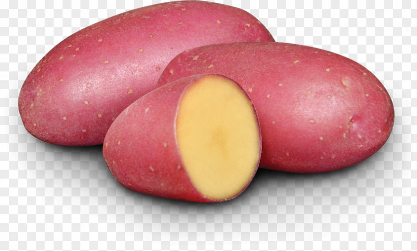 Fingerling Potato Russet Burbank Tuber Plant EarthApples Seed Potatoes Kroshka Kartoshka PNG