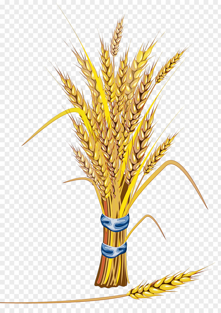 Food Grain Grass Watercolor Plant PNG