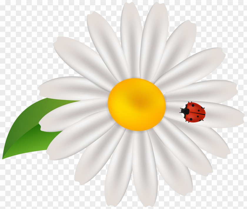 Spring New Common Daisy Clip Art PNG