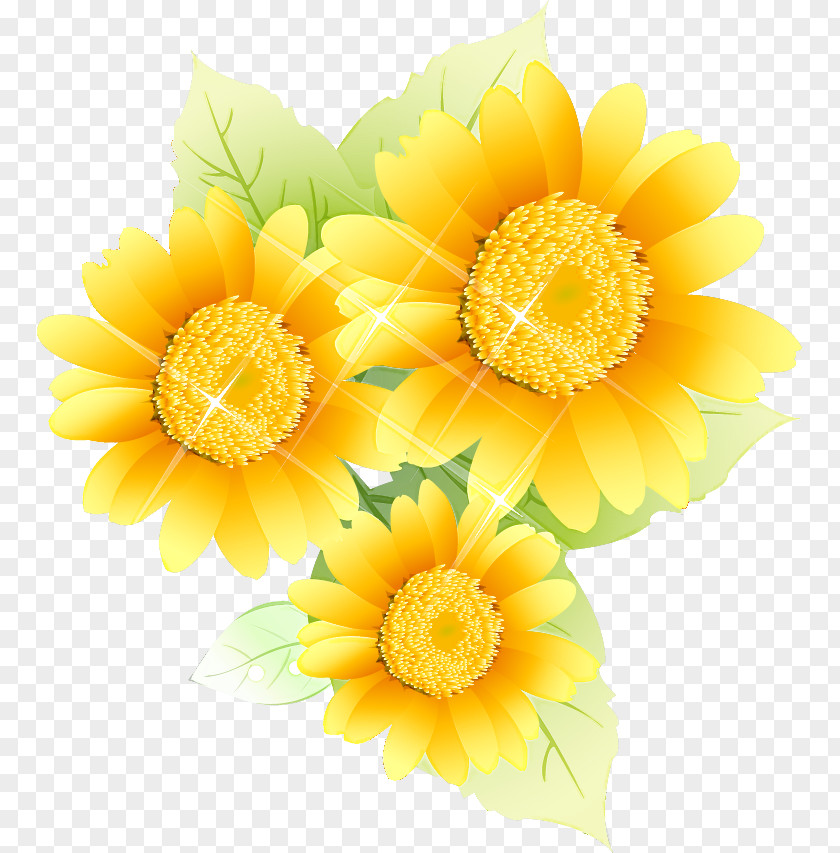 Sunflower Summer Flower PNG