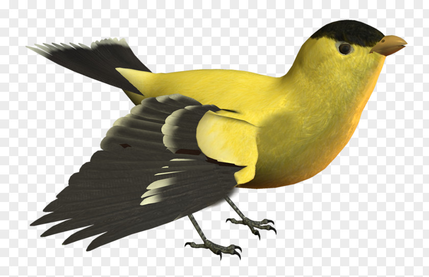 Bird Yellow Image Beak PNG