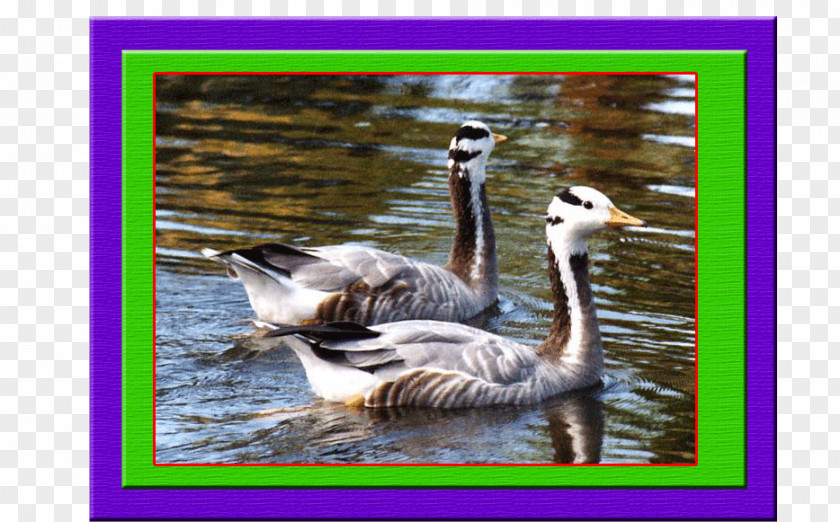 Goose Bar-headed Duck Bird Cygnini PNG