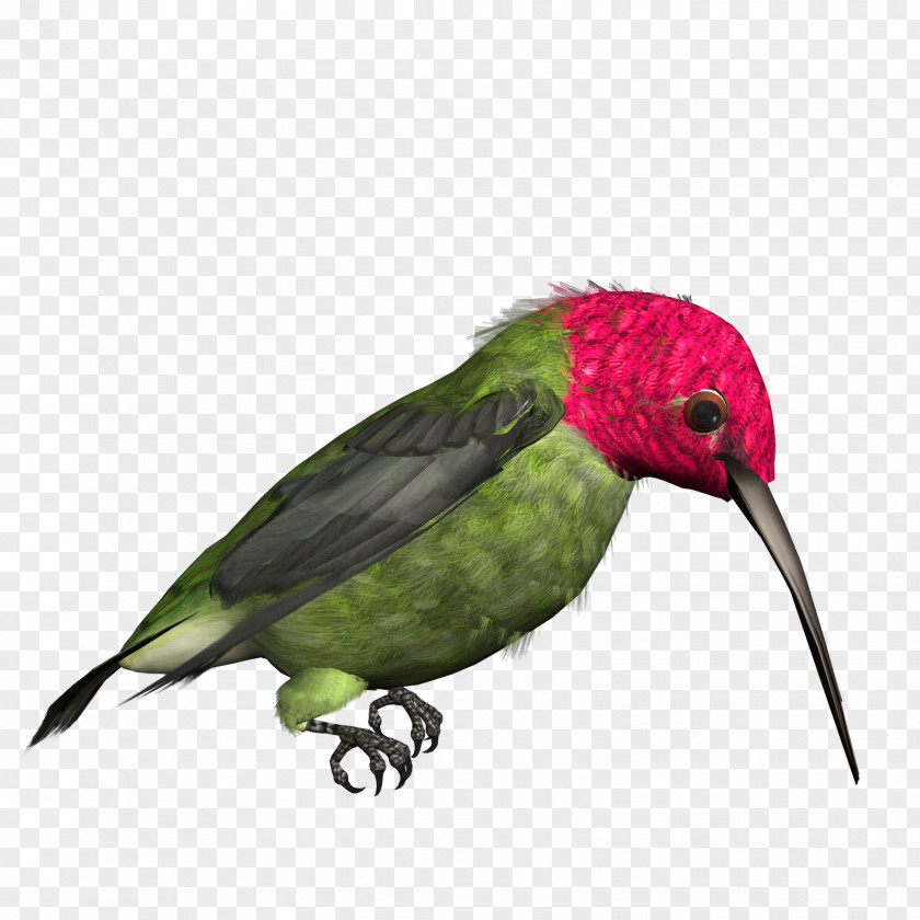 High Resolution Clipart Hummingbird Clip Art PNG