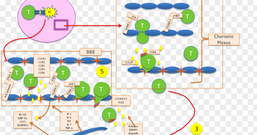 Nervous System Cells Blood Vessels Product Design Line Point Technology PNG