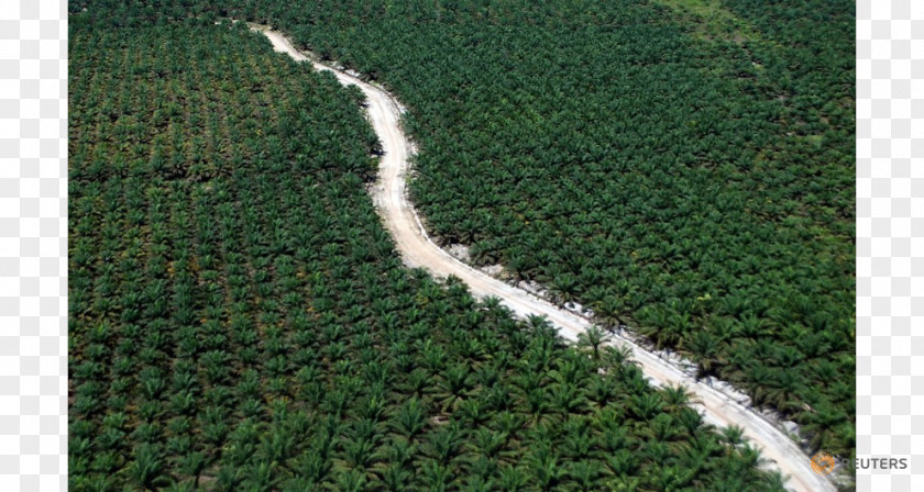 Oil Roundtable On Sustainable Palm Riau Rainforest Destruction PNG