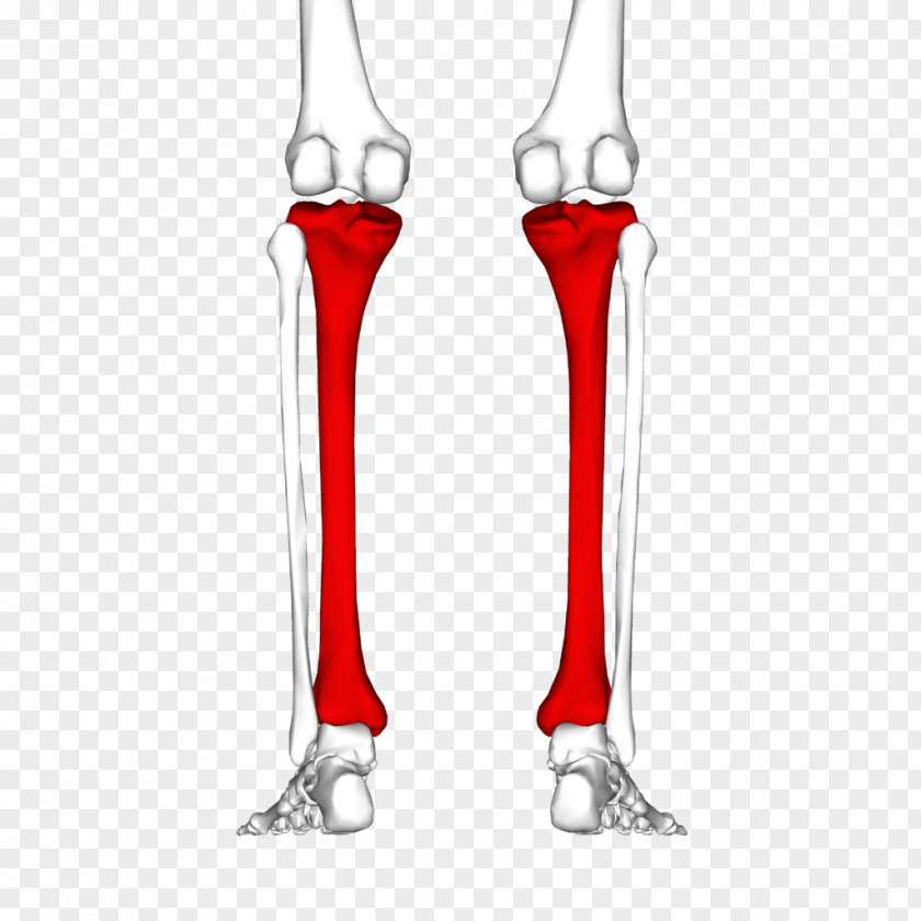 Skeleton Tibia Human Fibula Joint Bone PNG