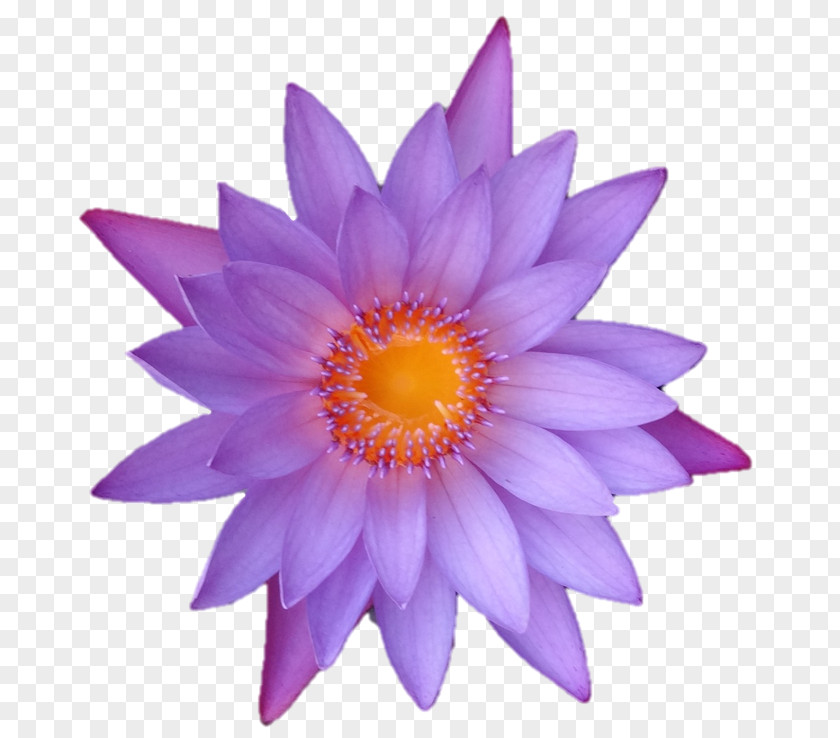 Belur Math Daisy Family Close-up Common PNG