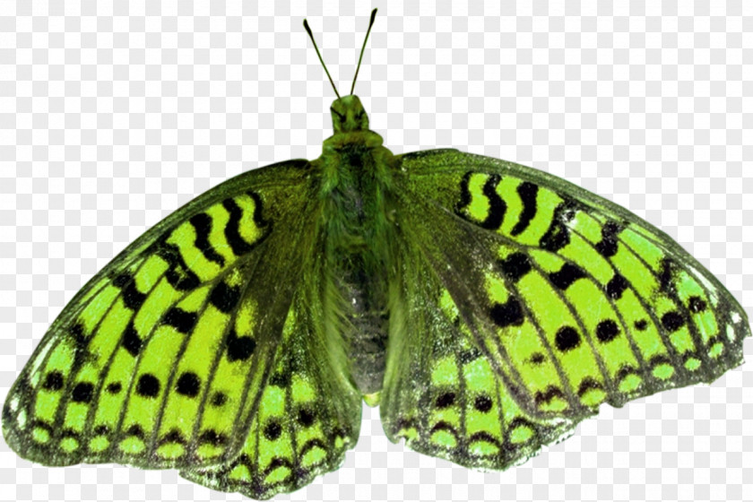 Butterflies Nymphalidae Pieridae And Moths Clip Art PNG