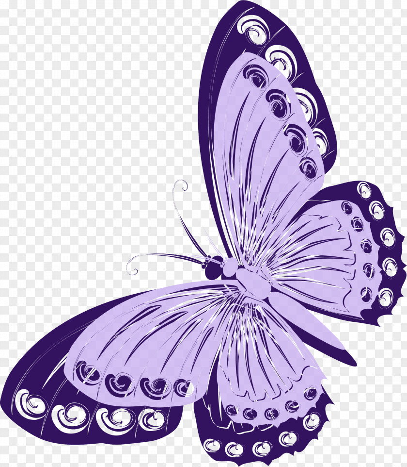 Butterfly Monarch Insect Lilac PNG