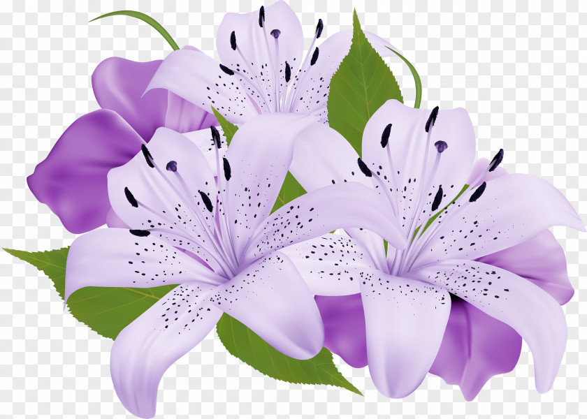 Callalily Flower Bouquet Purple Clip Art PNG