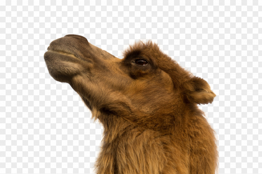 Camel Animal Photography React Desert PNG