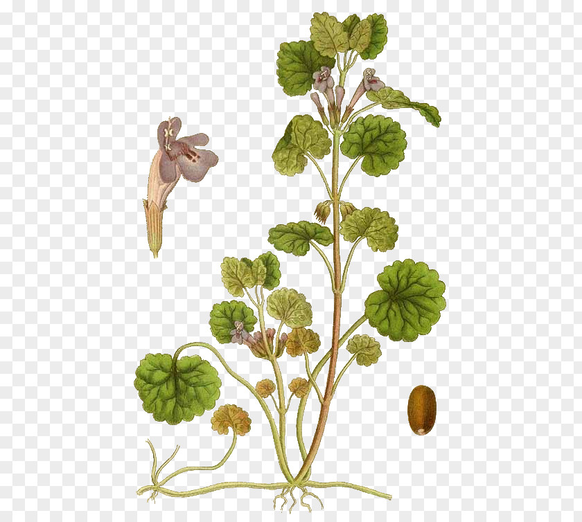 Daucus Carota Ground-ivy Common Ivy Medicinal Plants Veronica Hederifolia PNG