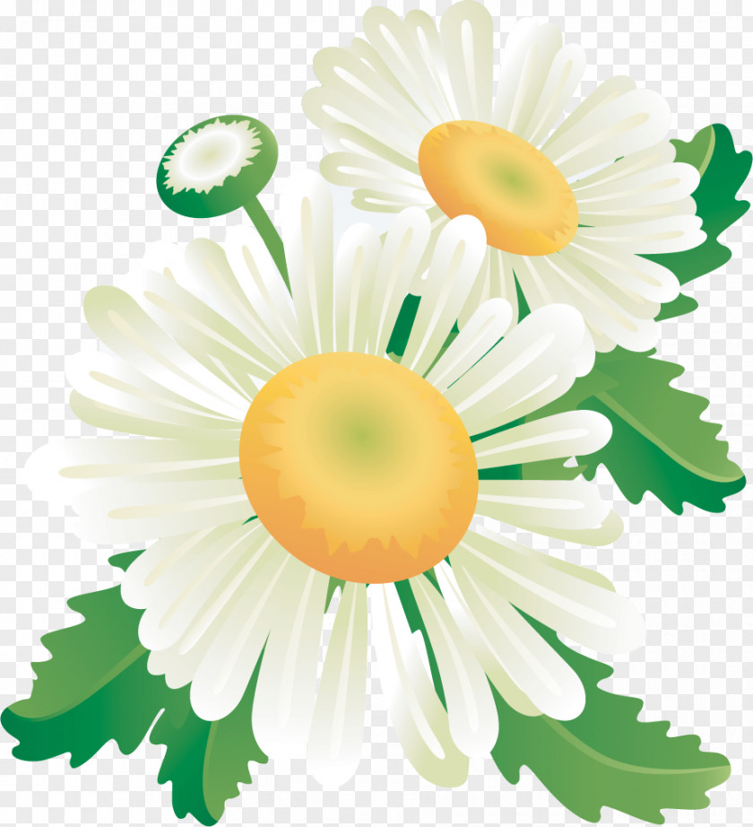 Marguerite Gerbera Daisy PNG