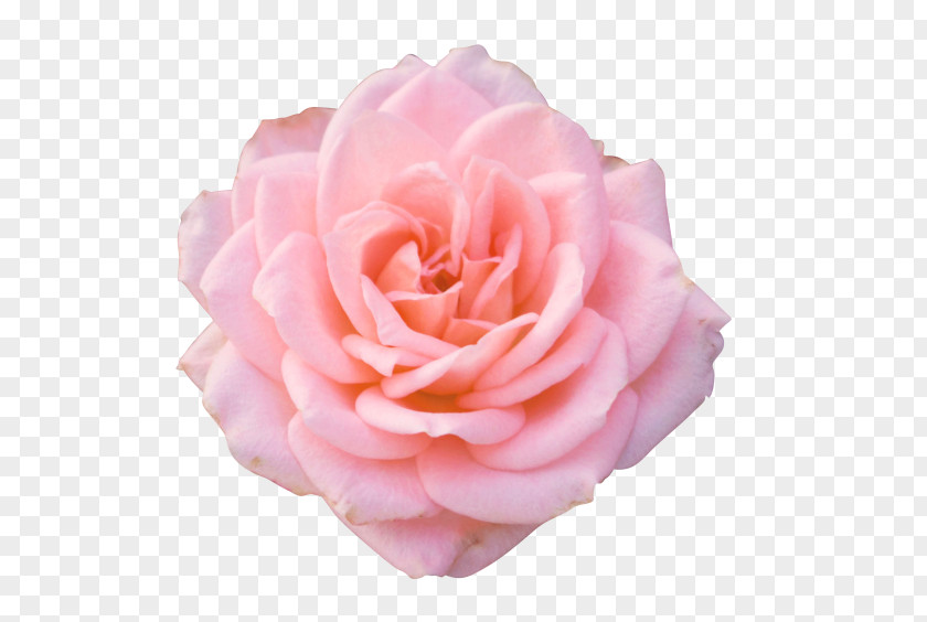 Mothers Day Gift Clip Art Rose Flower Desktop Wallpaper PNG