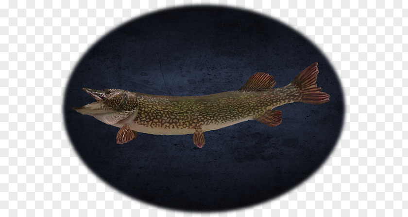 Northern Pike Fish PNG