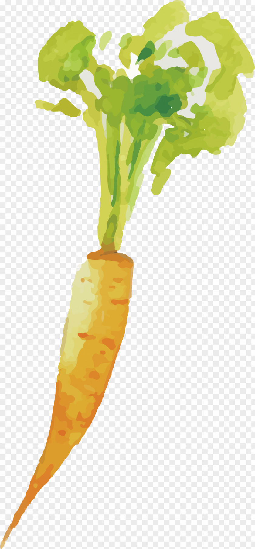 Painted Carrot Vegetable PNG