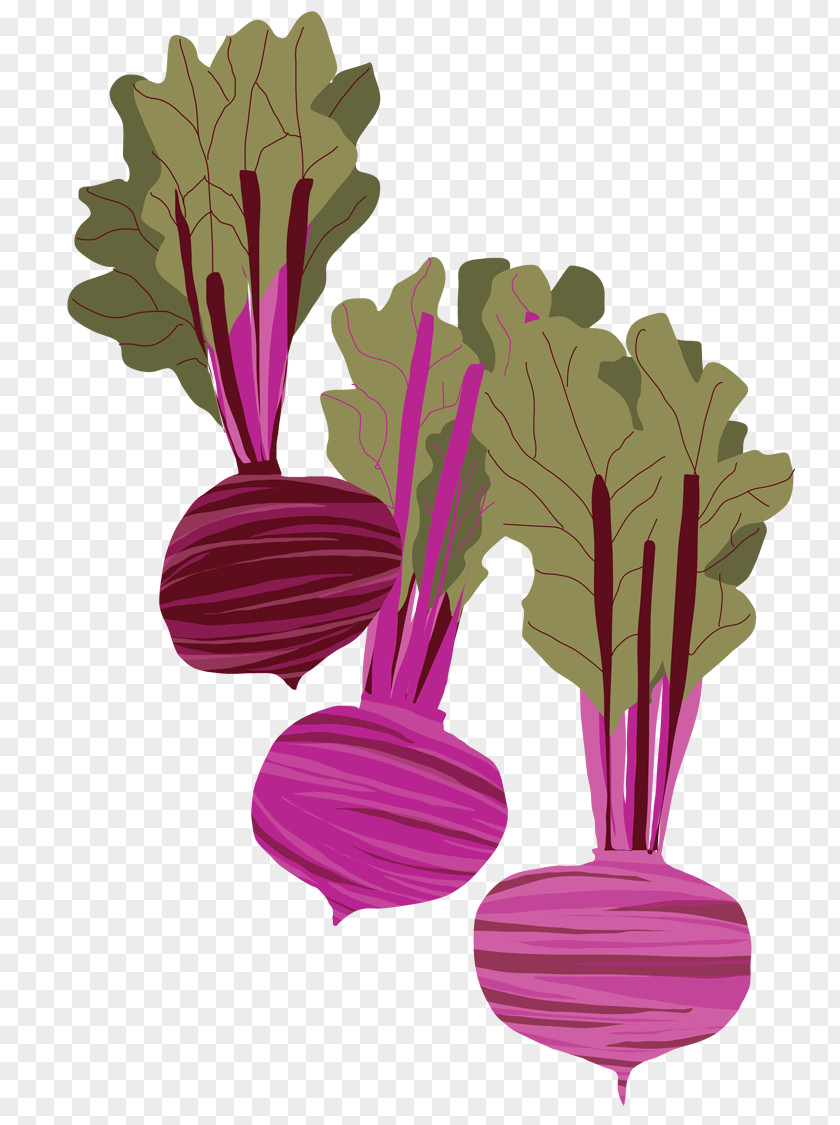 Painting Beetroot Drawing Watercolor PNG