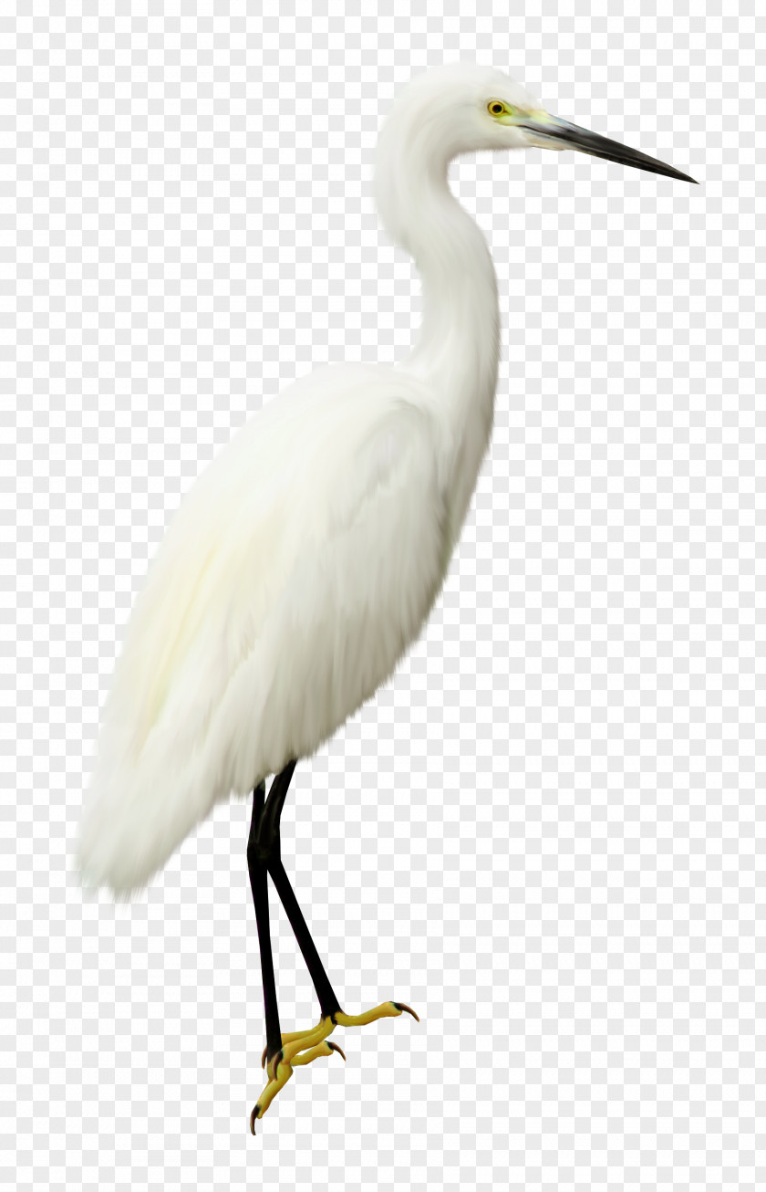 Swan Bird Computer File PNG