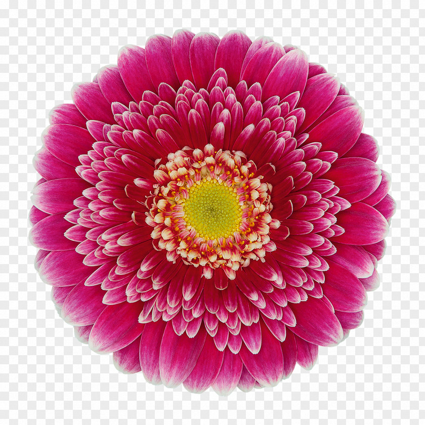 Transvaal Daisy Vasto Florist Holland B.V. Cut Flowers Vase Life PNG