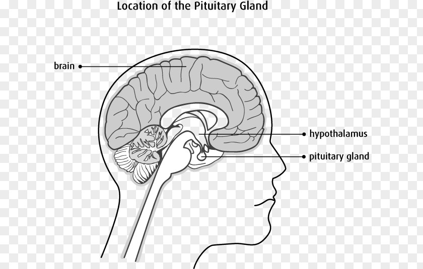 Brain The Female Cerebellum Nervous System Brainstem PNG