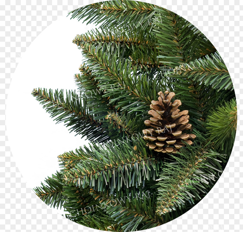 Christmas Fir Spruce Pine Ornament Evergreen PNG
