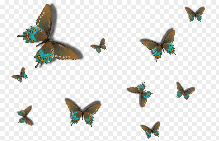 Creative Mito Butterfly Idea Nursery Moth PNG