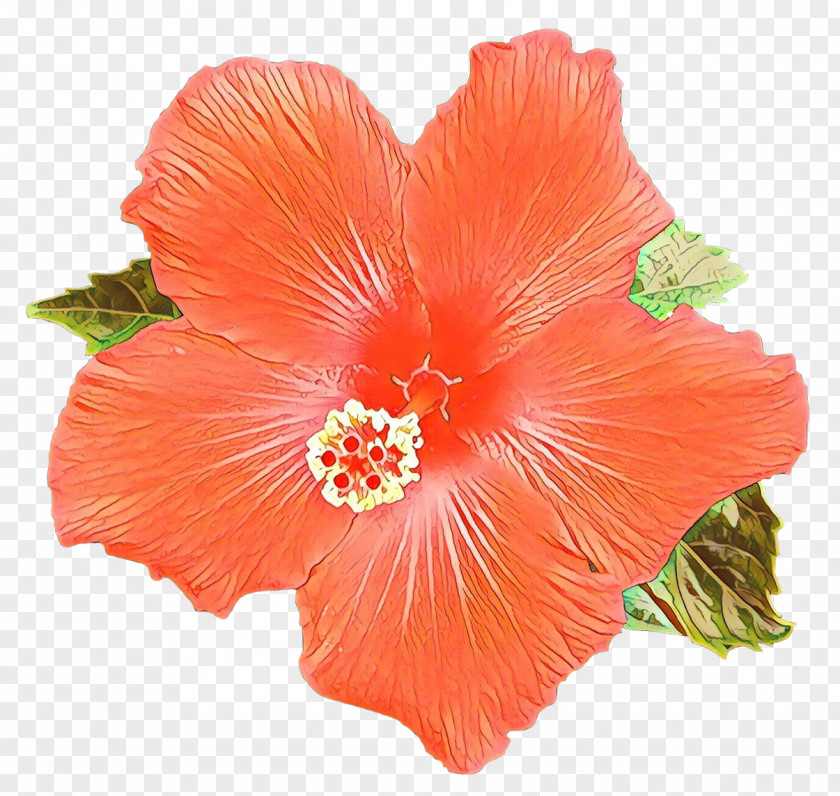 Hibiscus Tea Shoeblackplant Blue Flowering PNG