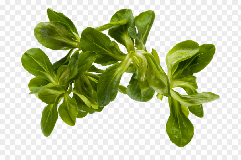 Leaf Vegetable Valerian Spinach Lettuce PNG