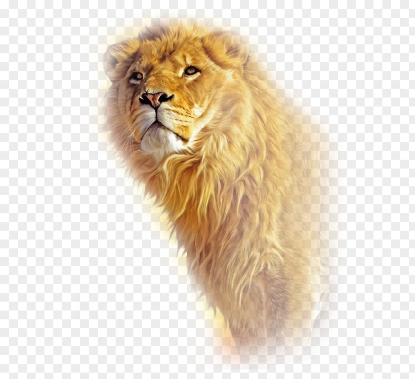 Lion Mac OS X MacBook Desktop Wallpaper PNG