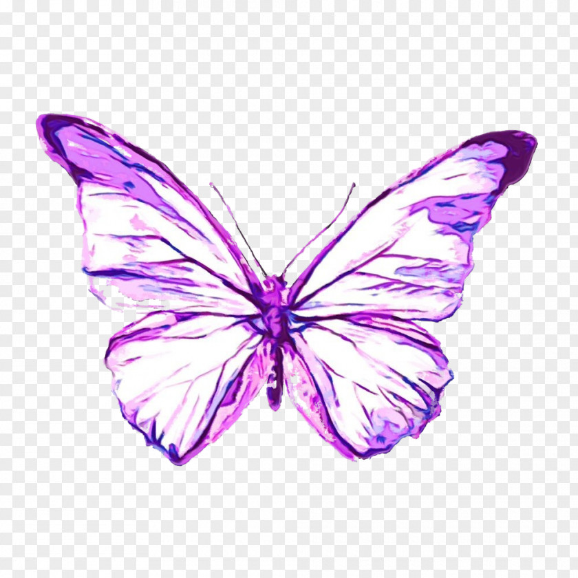 Butterfly Moths And Butterflies Insect Purple Violet PNG