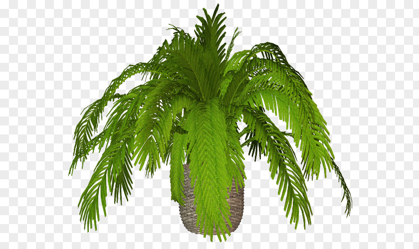 Date Palm Flowerpot Ornamental Plant Arecaceae PNG
