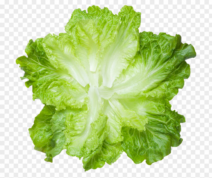 Fresh Green Lettuce Leaves Vegetable Food Meat PNG