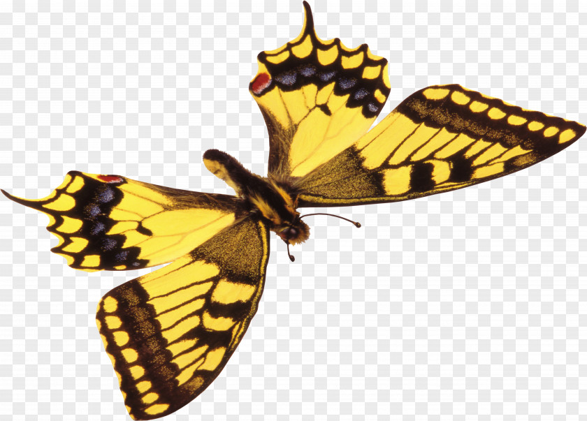 Satin Monarch Butterfly Insect Moth PNG