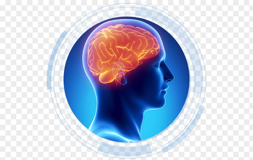 Brain Science Learning Medicine Nerve PNG