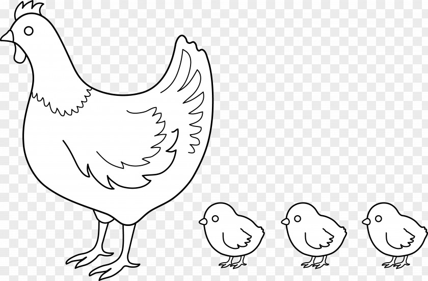 Chick Chicken Drawing Clip Art PNG