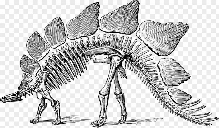 Dinosaurboneshd Stegosaurus Tyrannosaurus Brontosaurus Iguanodon Dinosaur Museum PNG