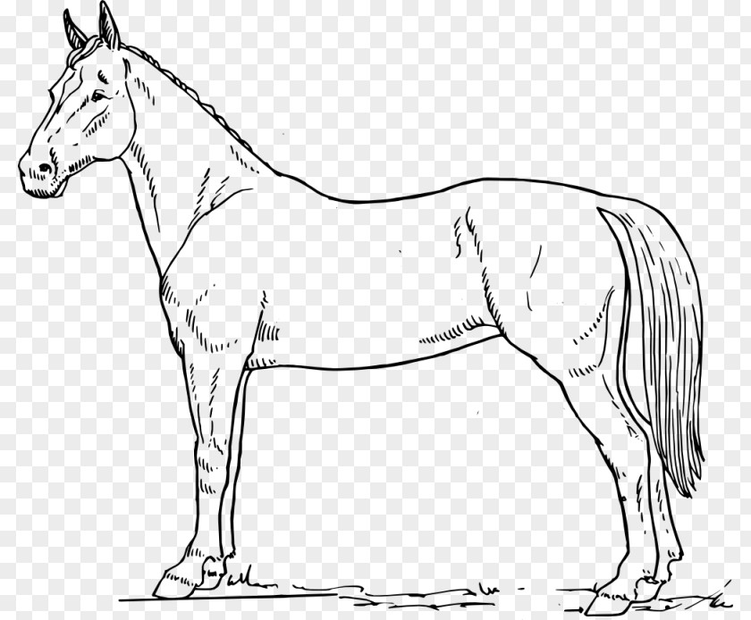 Horse Drawing Black And White Clip Art PNG