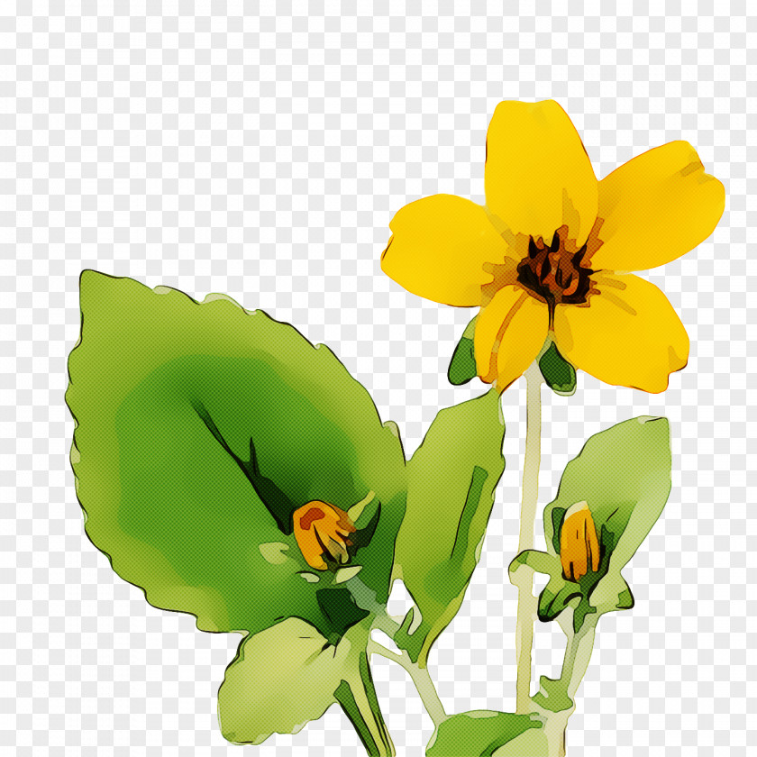 Insect Pollinator Petal Annual Plant Pot Marigold PNG