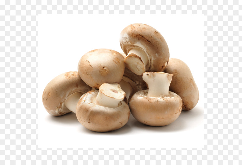 Mushroom Common Edible How To Grow Mushrooms Oyster PNG