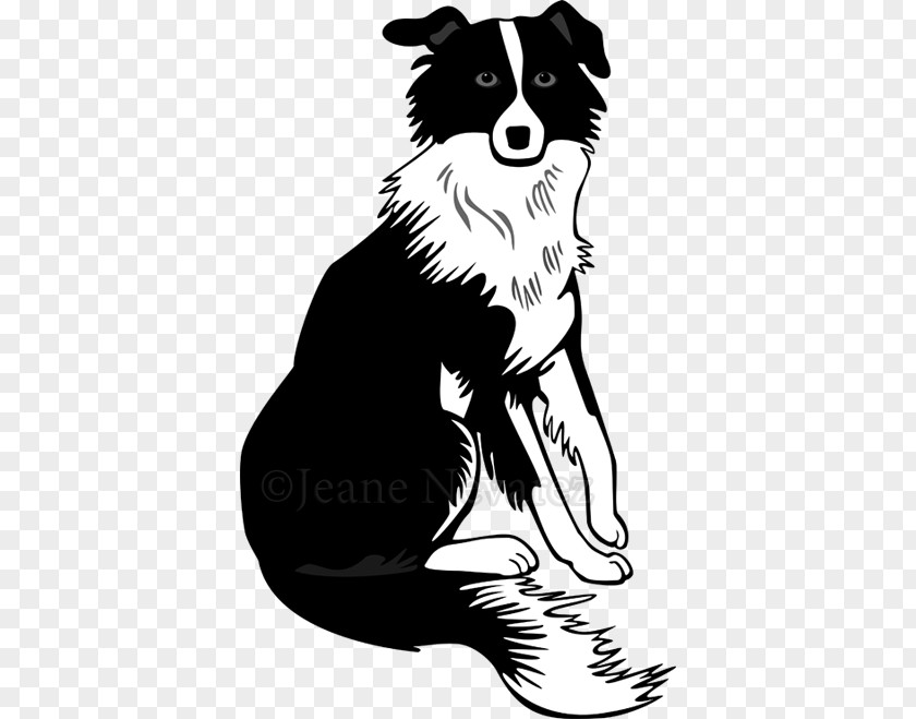 Puppy Border Collie Rough Bearded PNG