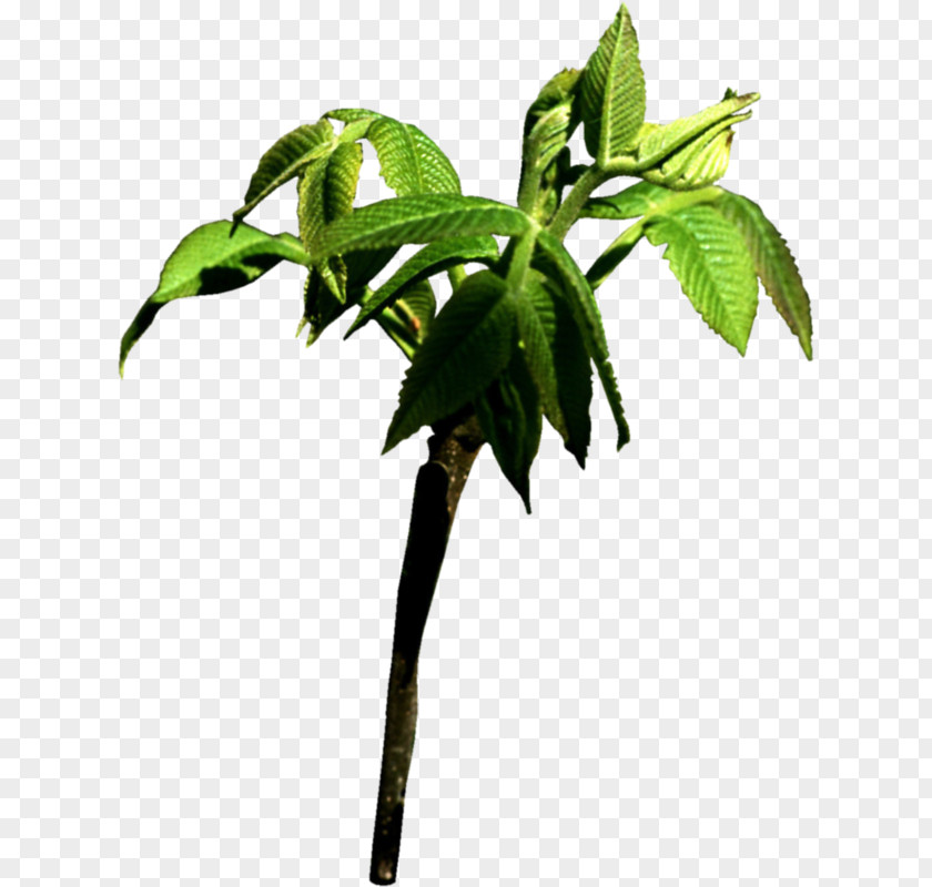 Tree Leaf Nature Branch Chestnut PNG