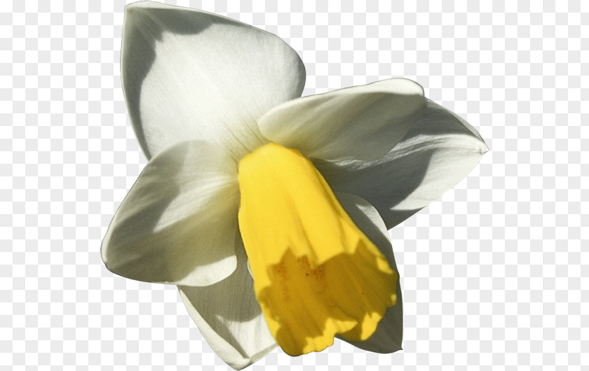 Animation Daffodil Flower PNG