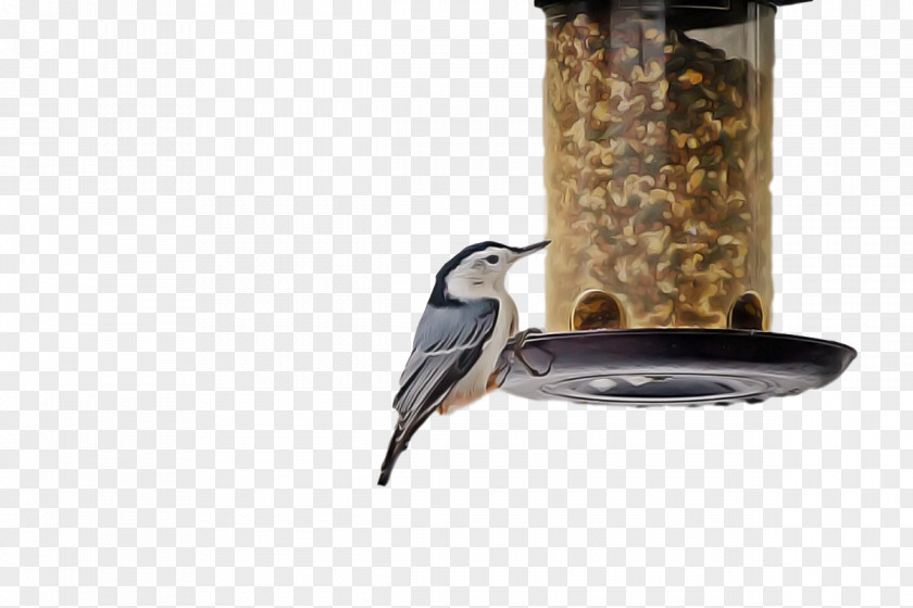 Birds Bird Food Feeder Science Biology PNG