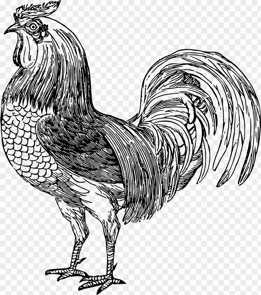 Broast Chicken Rooster Silkie Fowl Cock Egg Poultry PNG