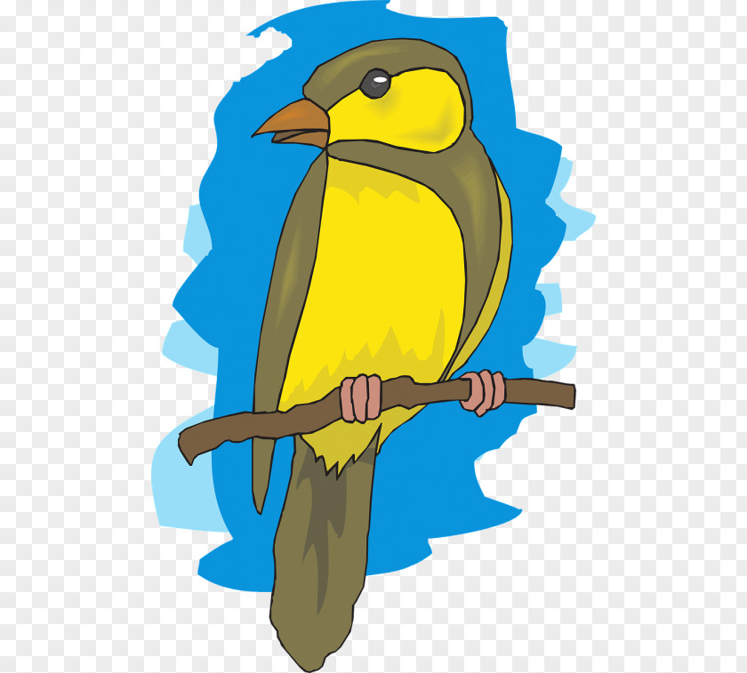 Canary Finch Robin Bird PNG